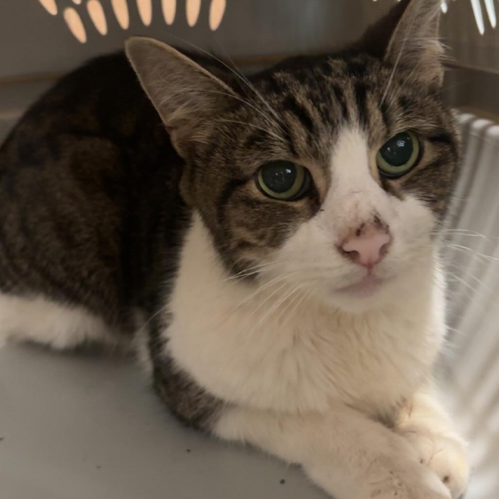 Mack, a Adoptable Domestic Short Hair in Newark, NJ image 2/6