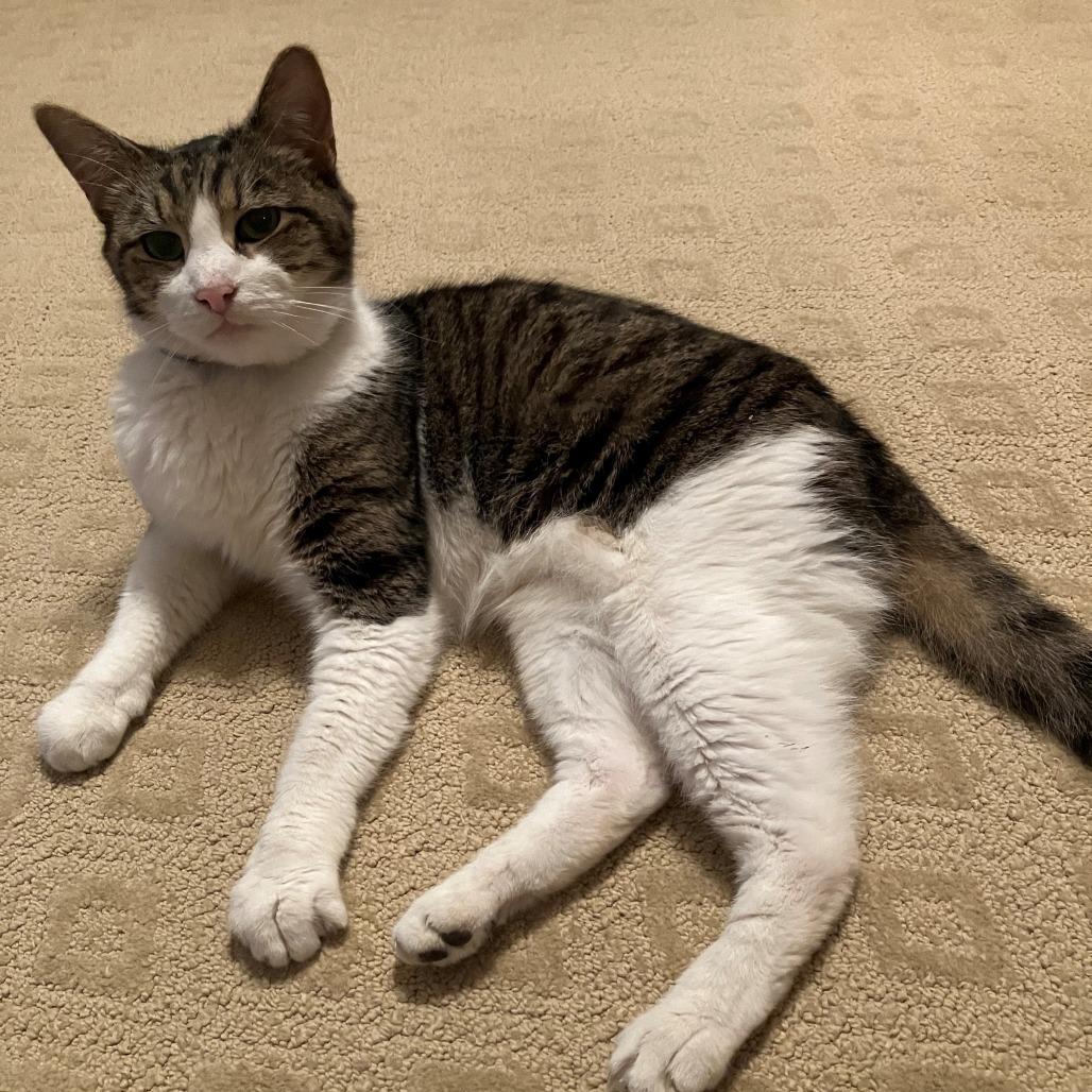 Mack, a Adoptable Domestic Short Hair in Newark, NJ image 3/6