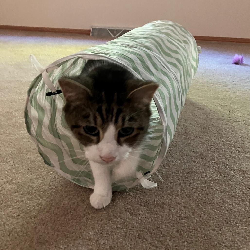 Mack, a Adoptable Domestic Short Hair in Newark, NJ image 6/6