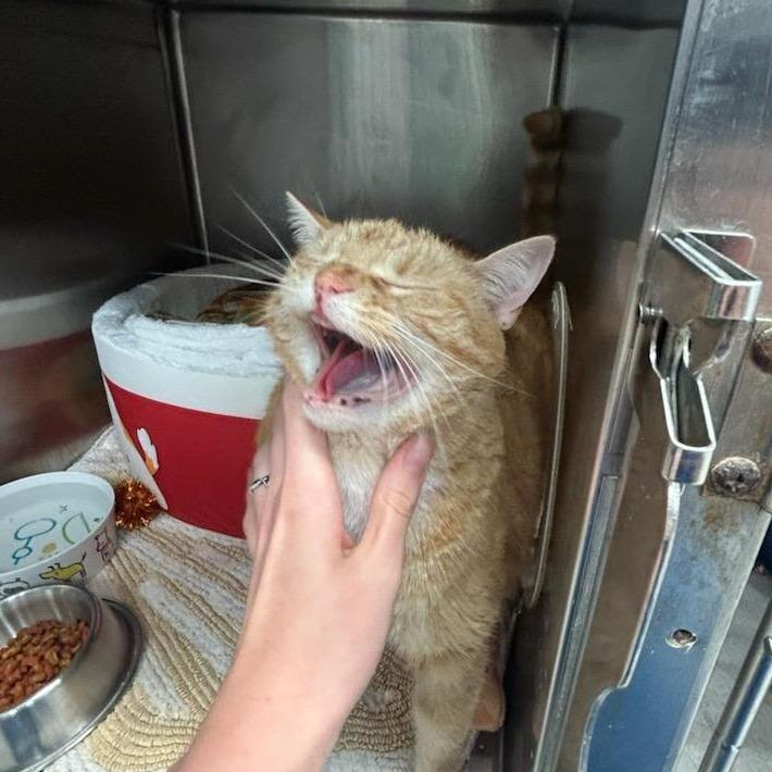 Piper, Adoptable, Adult Female Domestic Short Hair & Domestic Short Hair.