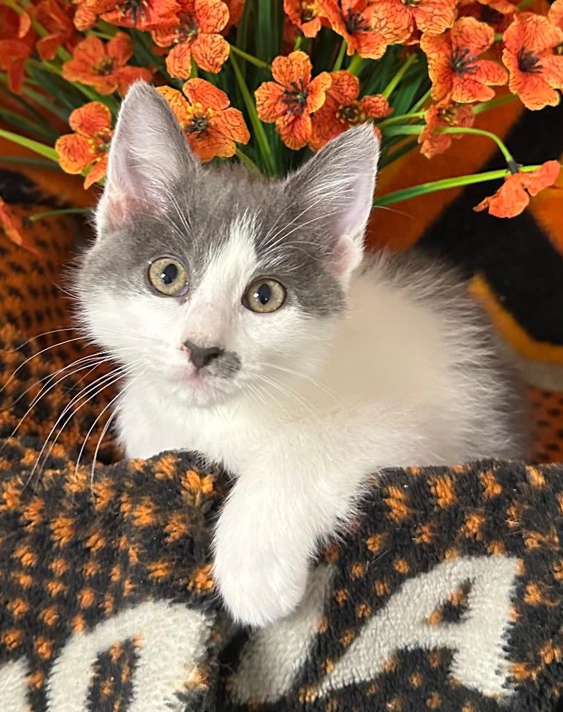 2/17/26 Beth, Adoptable, Kitten Female Domestic Short Hair.