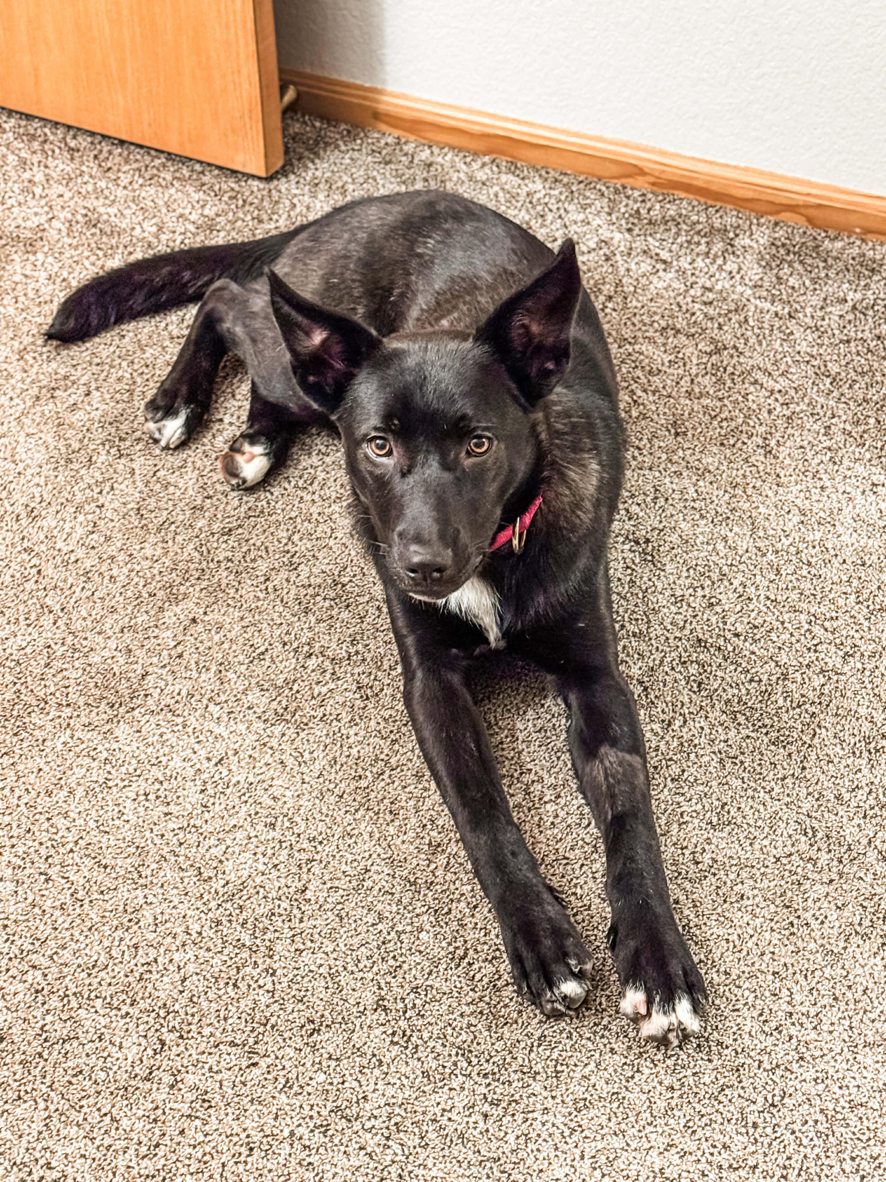 Luna , ADOPTABLE, Young Female Australian Kelpie & Australian Shepherd.