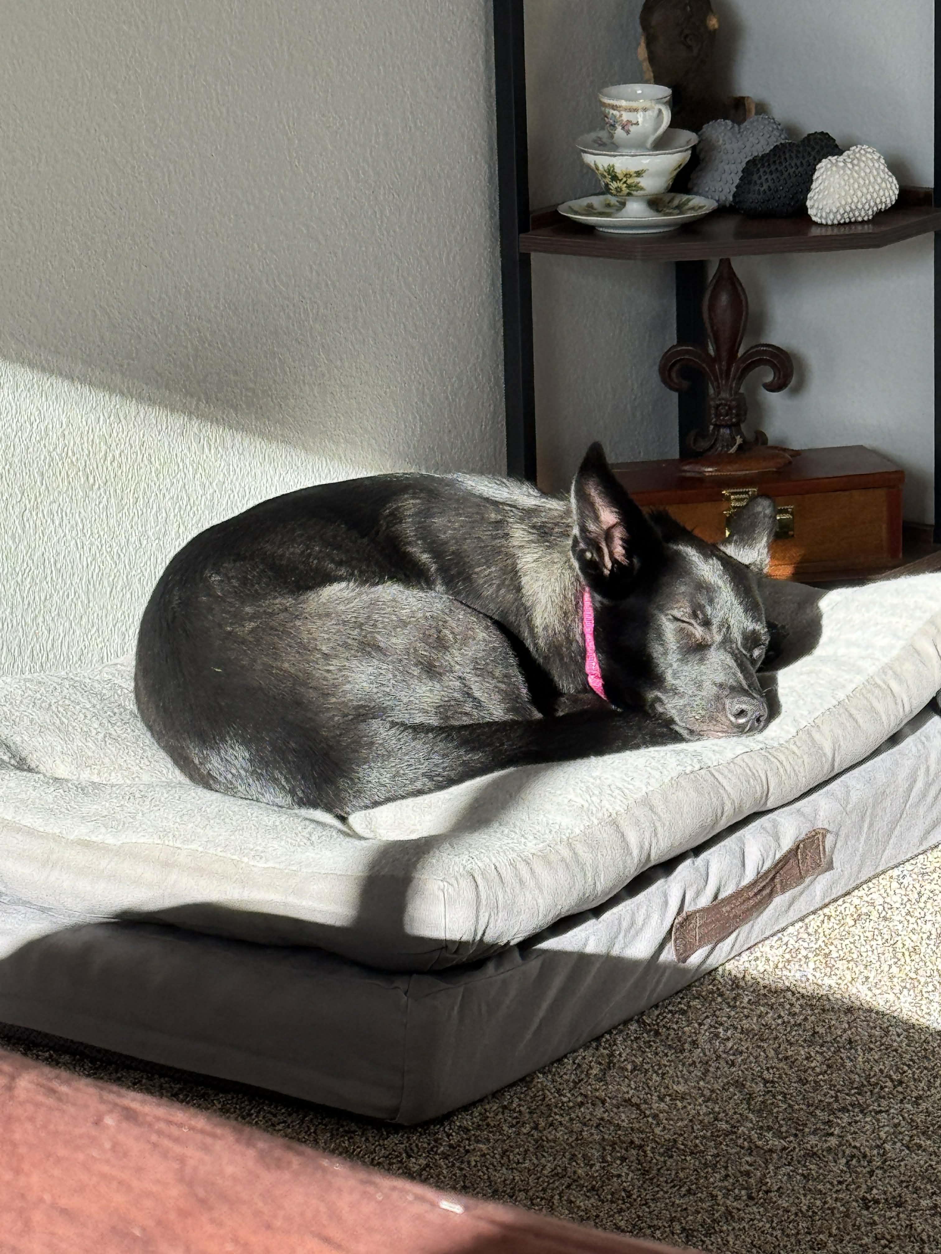 Enlarge Luna , a ADOPTABLE mixed breed in Bend, OR image 3/5