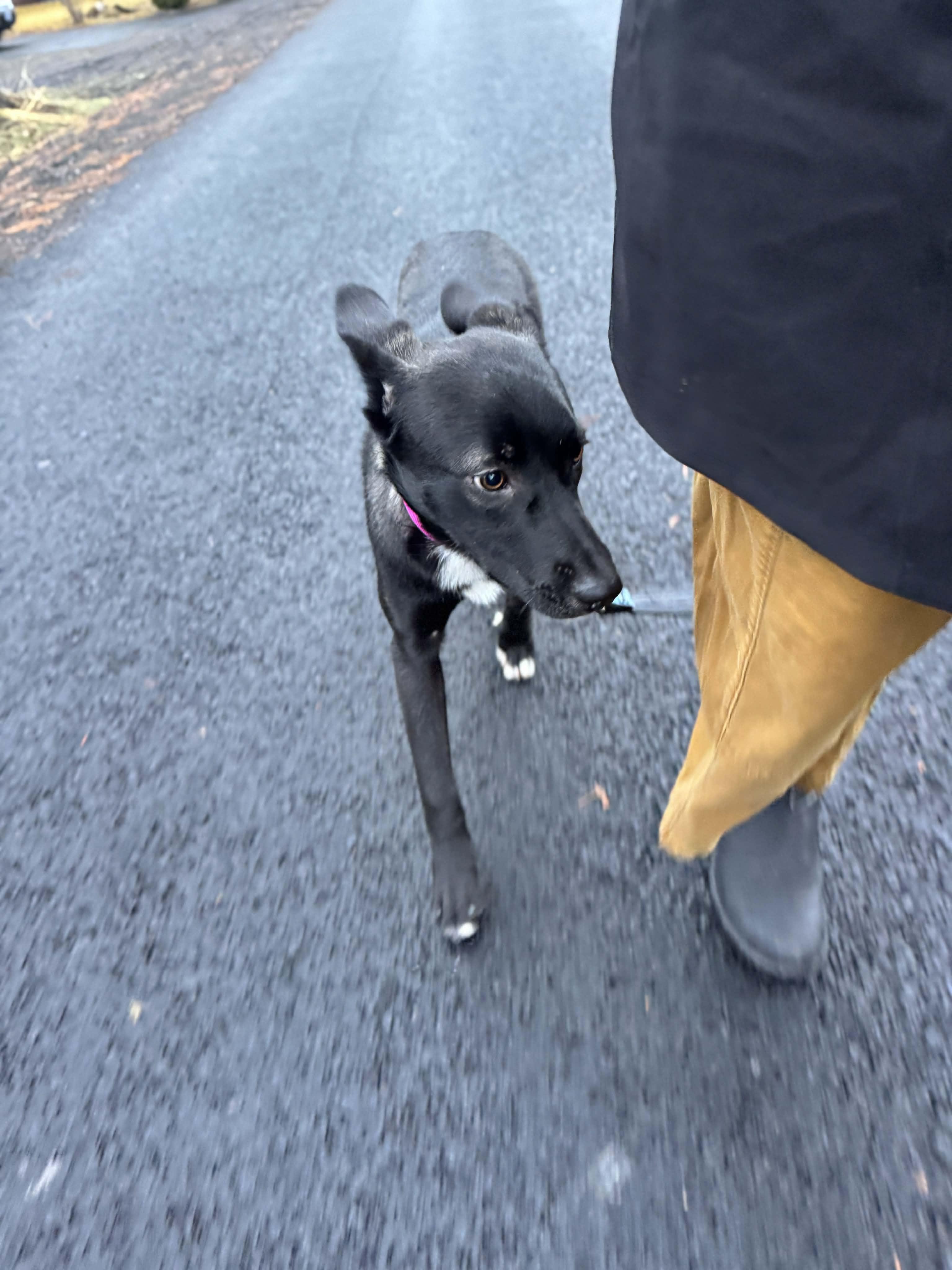 Enlarge Luna , a ADOPTABLE mixed breed in Bend, OR image 4/5