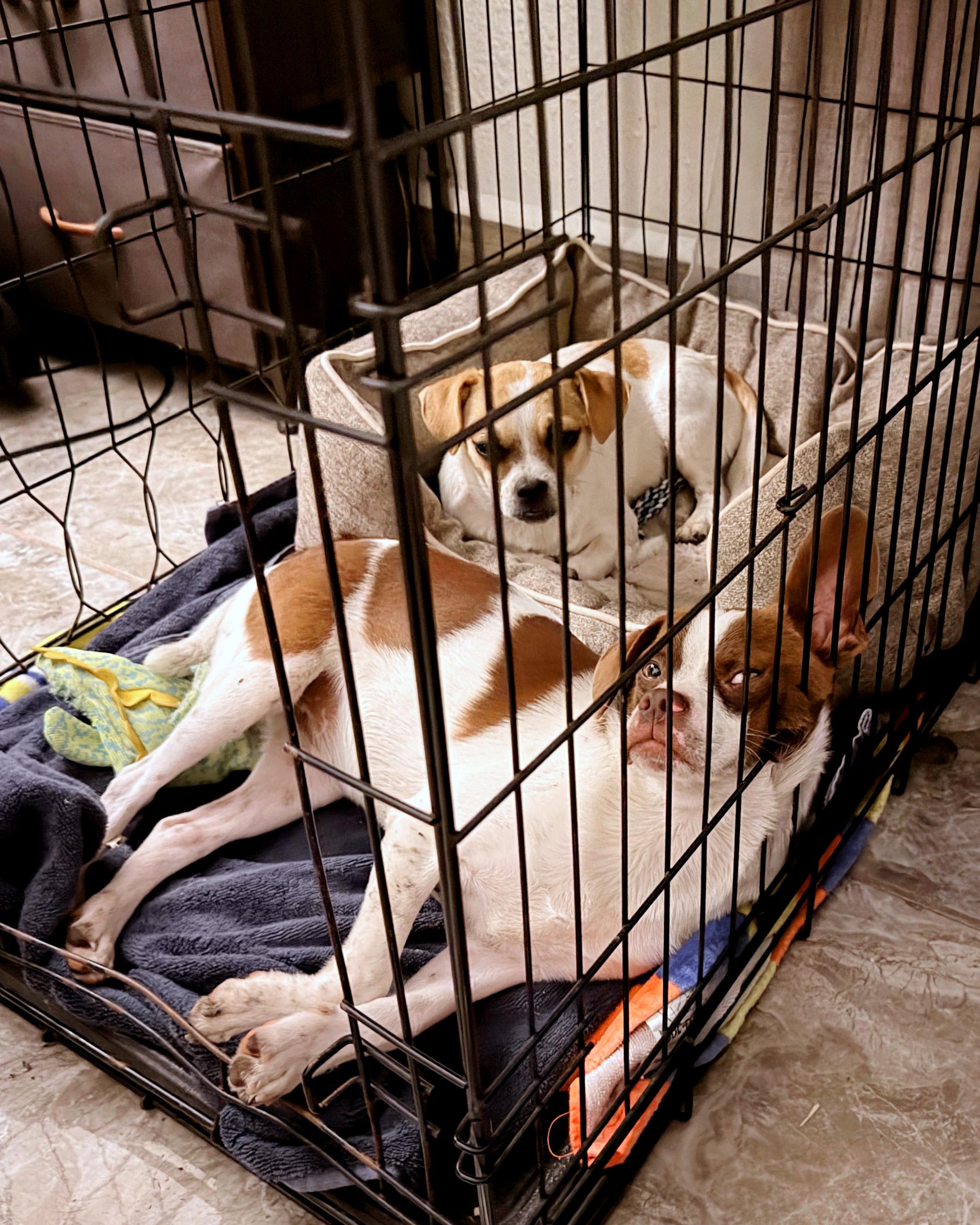 Mr. Franklin, a ADOPTABLE mixed breed in Austin, TX image 5/5
