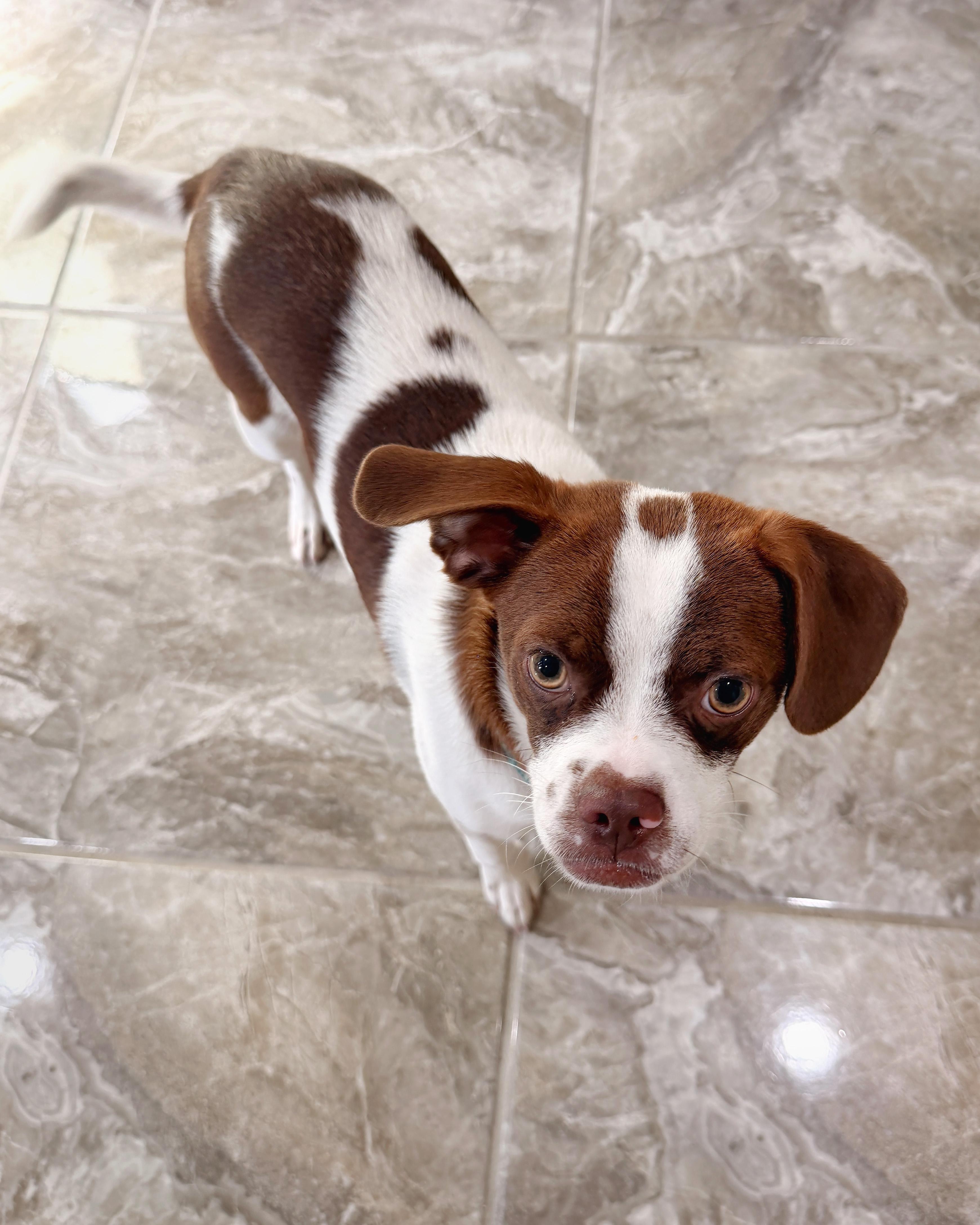 Mr. Franklin, a ADOPTABLE mixed breed in Austin, TX image 4/5
