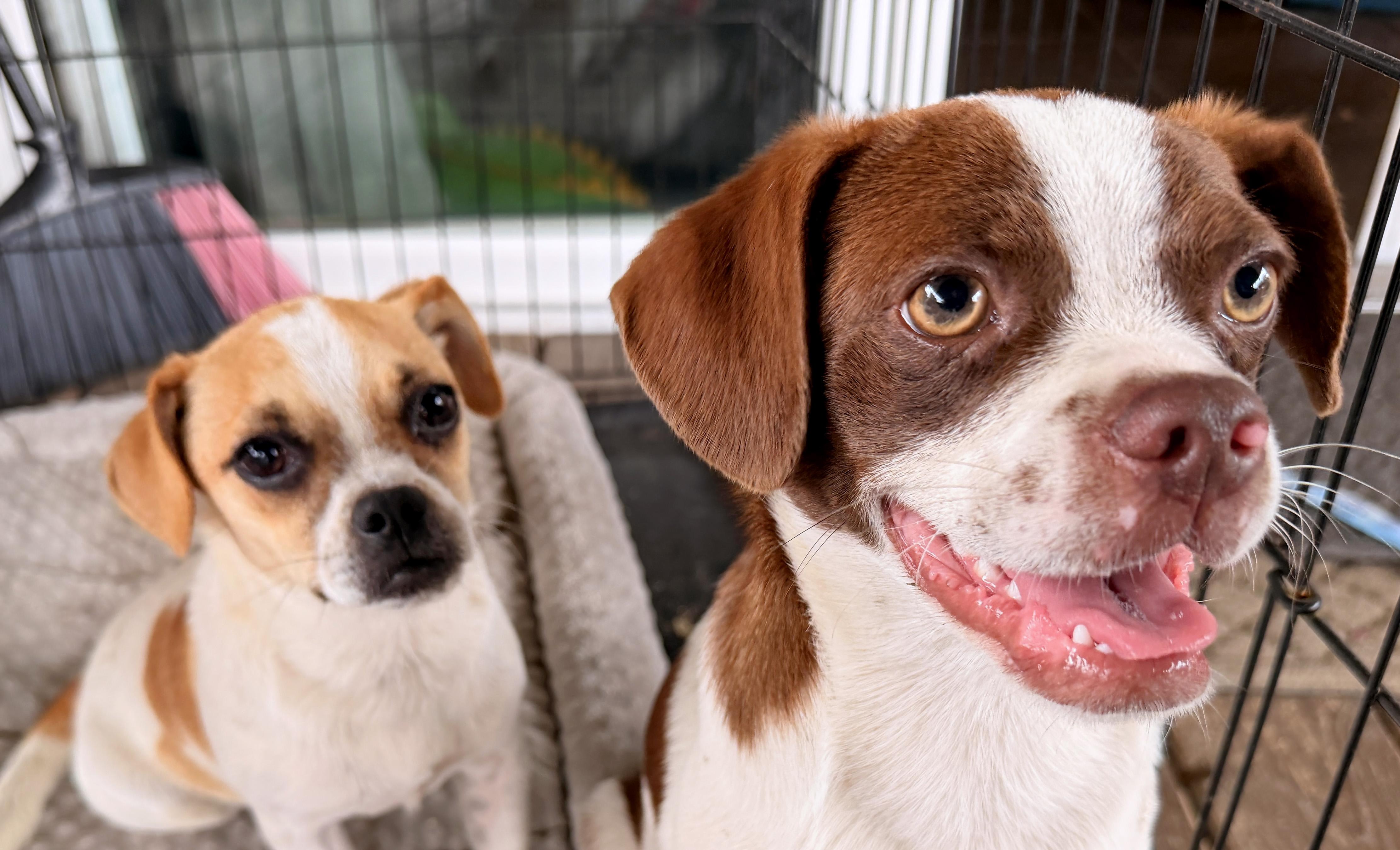 Mr. Franklin, a ADOPTABLE mixed breed in Austin, TX image 3/5