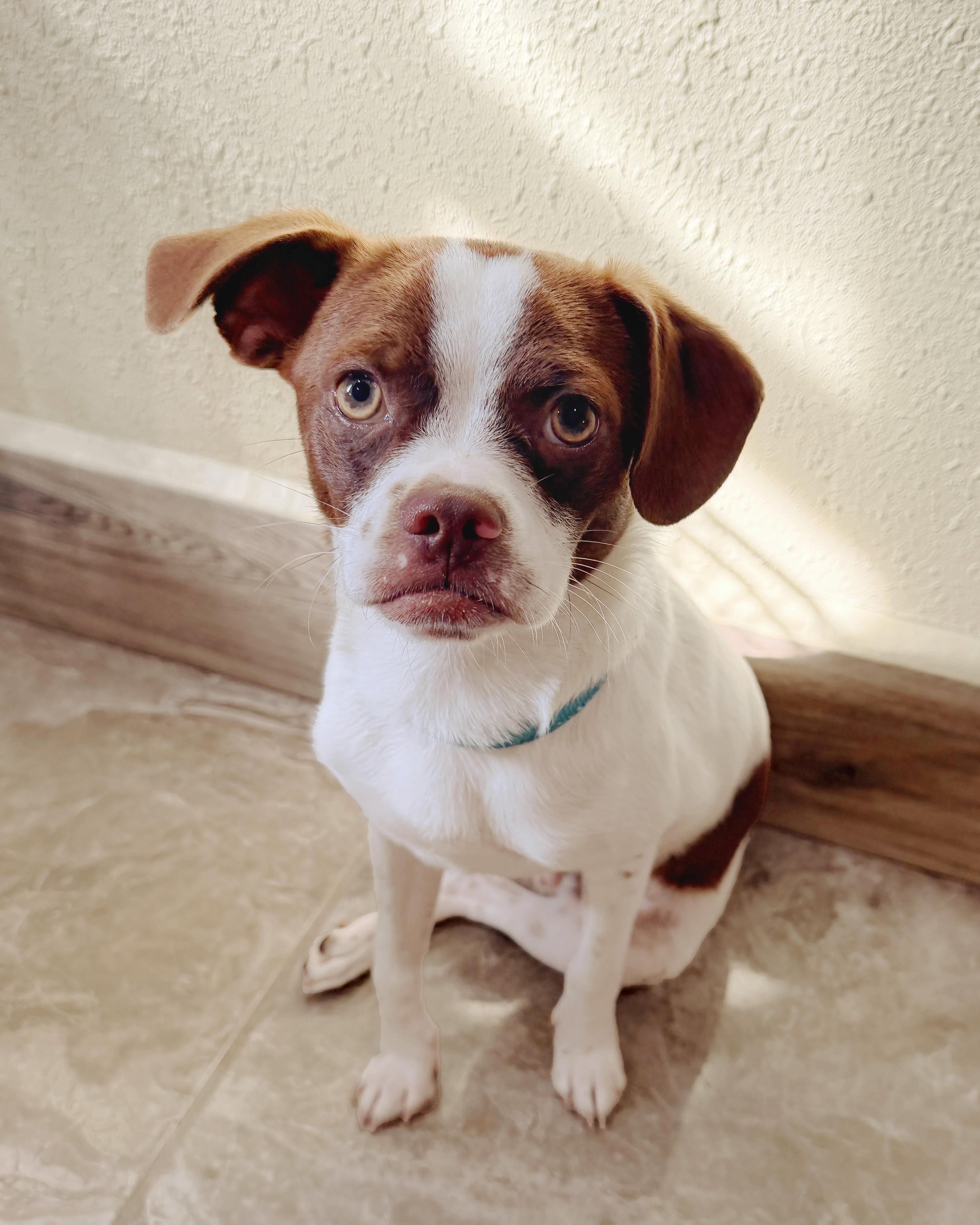 Mr. Franklin, a ADOPTABLE mixed breed in Austin, TX image 2/5