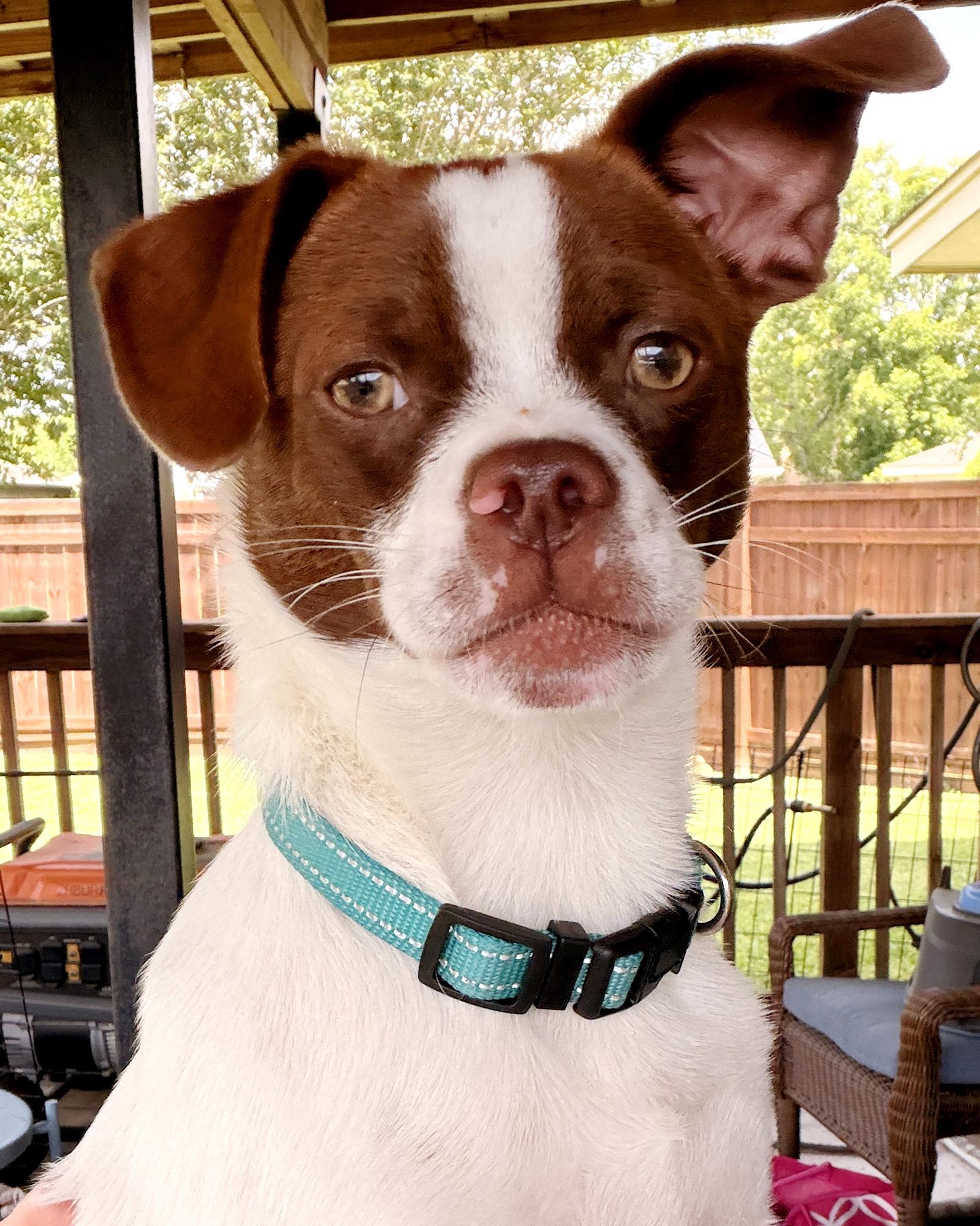 Mr. Franklin, ADOPTABLE, Young Male Jack Russell Terrier.
