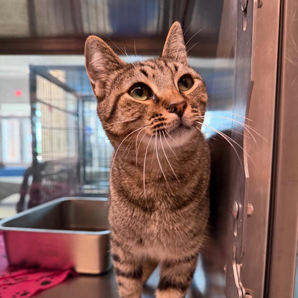 Chico, Adoptable, Adult Male Domestic Short Hair.