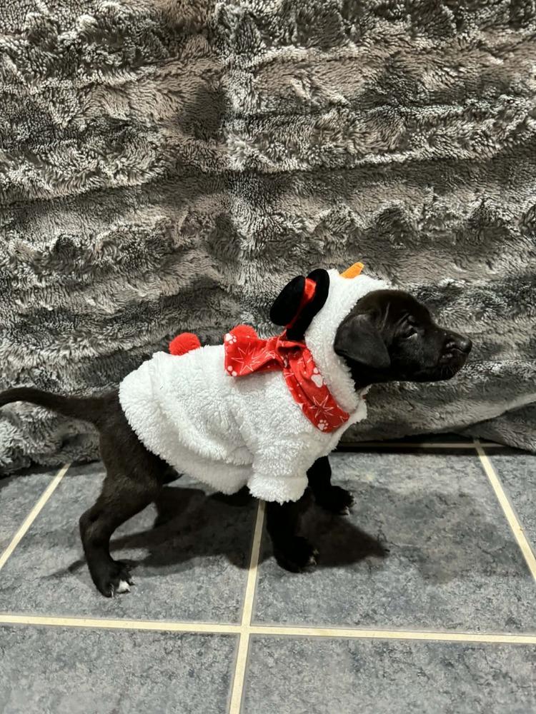 Shadow VII, Adoptable, Puppy Male German Shepherd Dog.