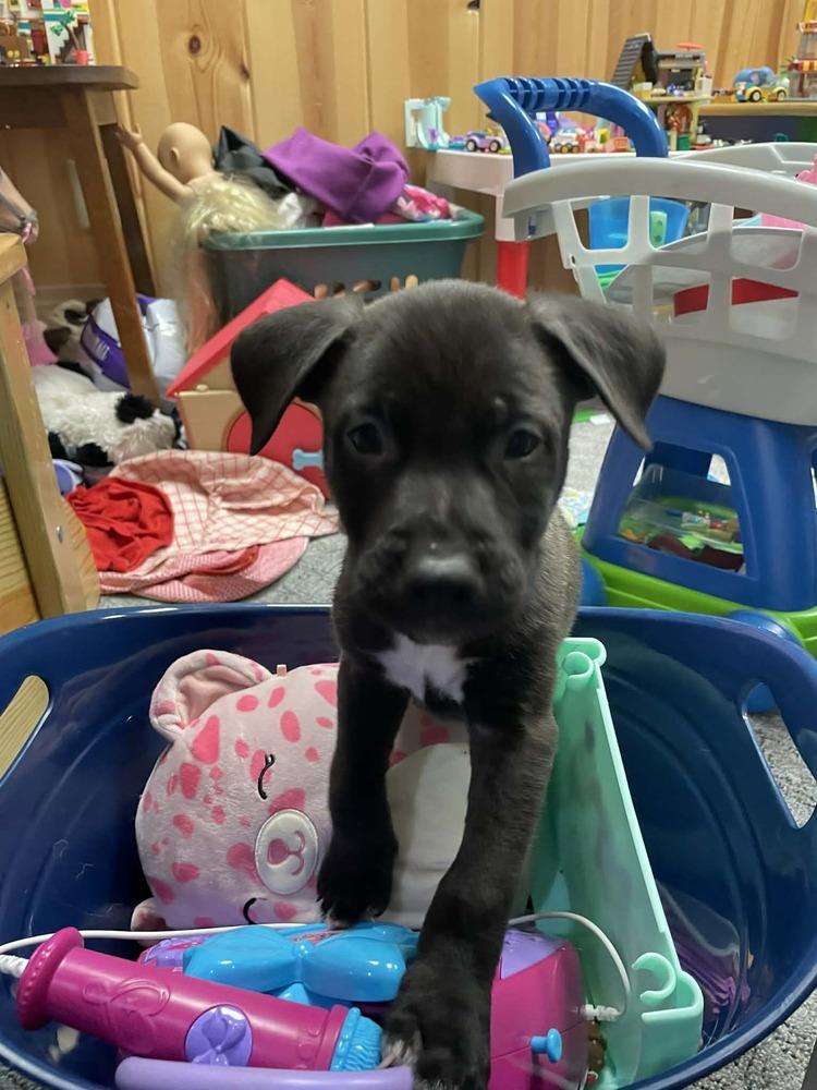 Enlarge Shadow VII, a Adoptable mixed breed in Fredonia, WI image 2/2