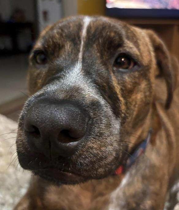 Enlarge Leo, a ADOPTABLE mixed breed in Colville , WA image 3/3
