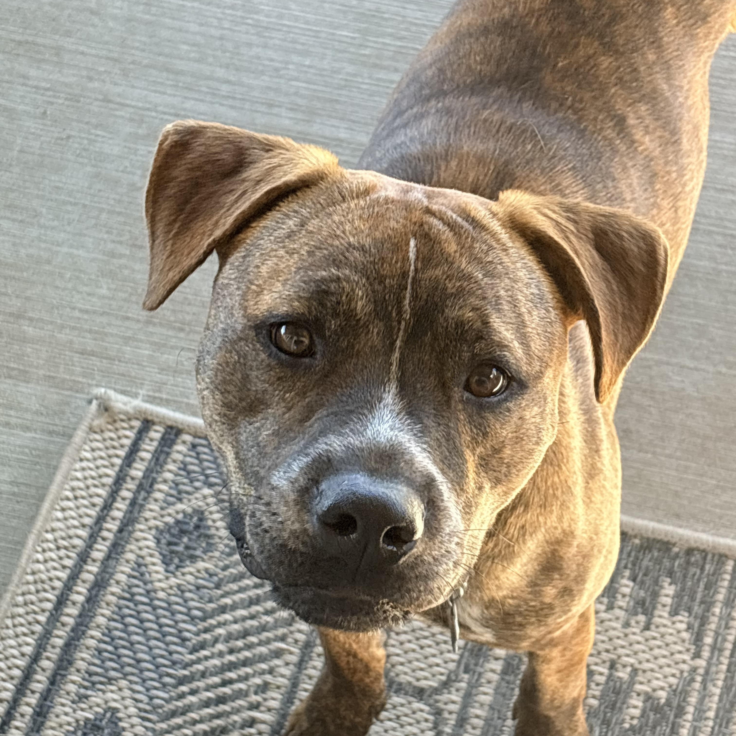 Leo, ADOPTABLE, Young Male Pit Bull Terrier.