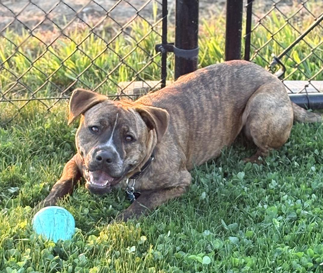 Enlarge Leo, a ADOPTABLE mixed breed in Colville , WA image 2/3