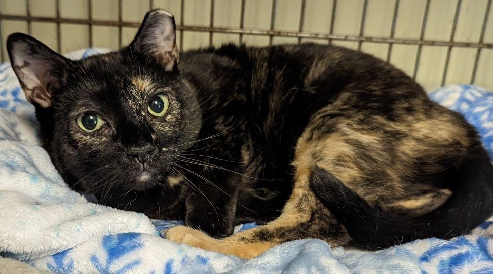 Pika-83, a Adoptable mixed breed in Windsor, CT image 1/5