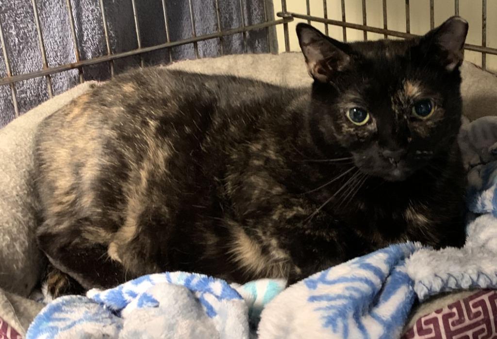 Pika-83, a Adoptable mixed breed in Windsor, CT image 2/5