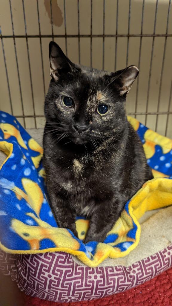 Pika-83, a Adoptable mixed breed in Windsor, CT image 3/5