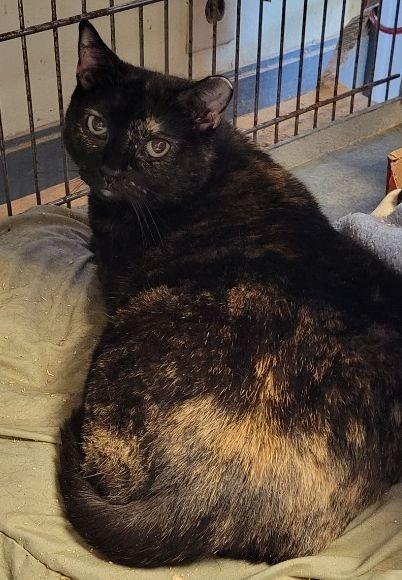Pika-83, a Adoptable mixed breed in Windsor, CT image 4/5