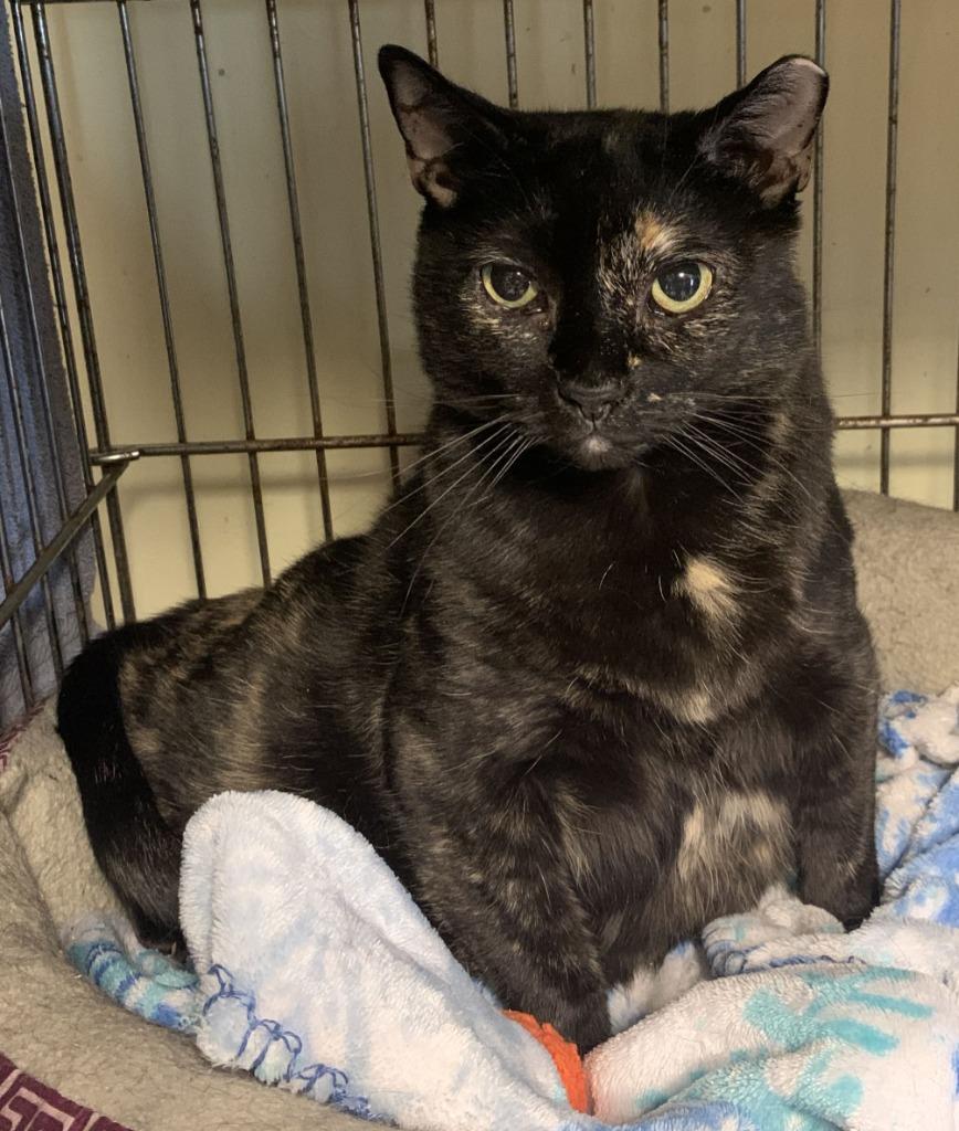 Pika-83, a Adoptable mixed breed in Windsor, CT image 5/5