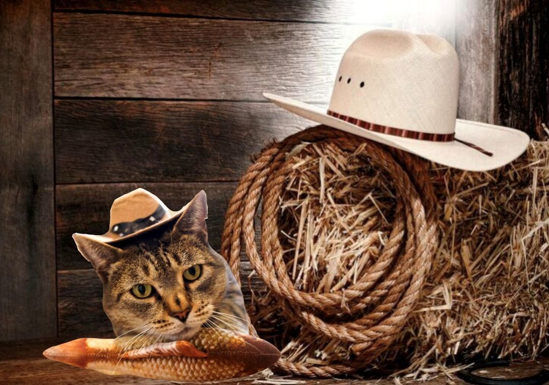 Captain Crunch, Adoptable, Adult Male Domestic Short Hair & Tiger.