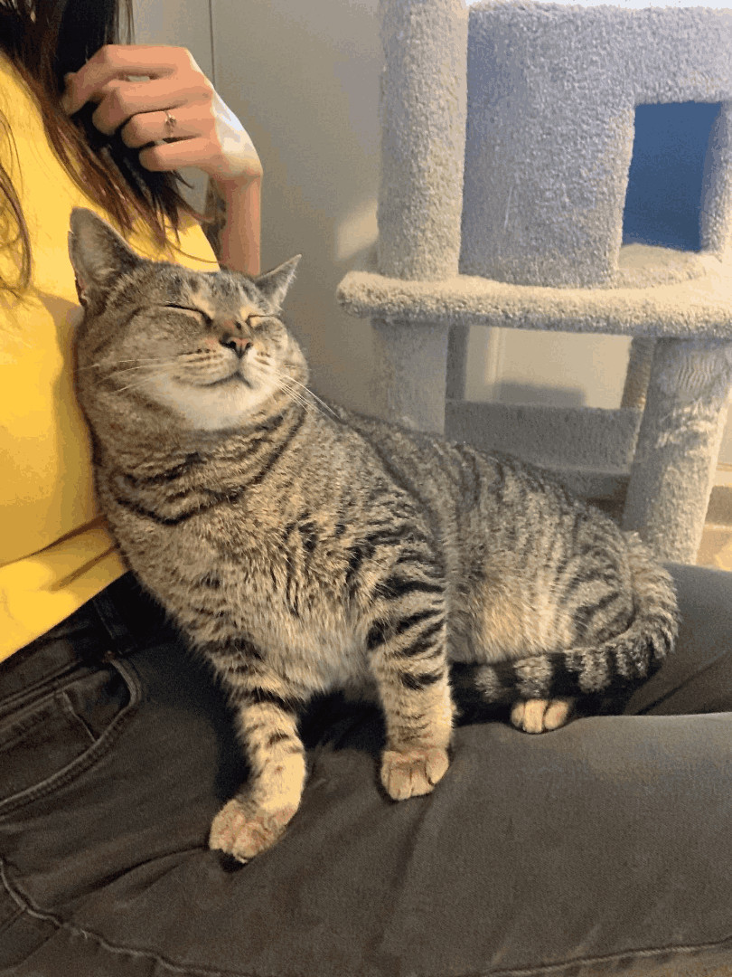 Captain Crunch, a Adoptable mixed breed in Manchester, CT image 3/11