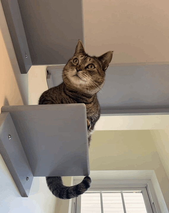 Captain Crunch, a Adoptable mixed breed in Manchester, CT image 4/11