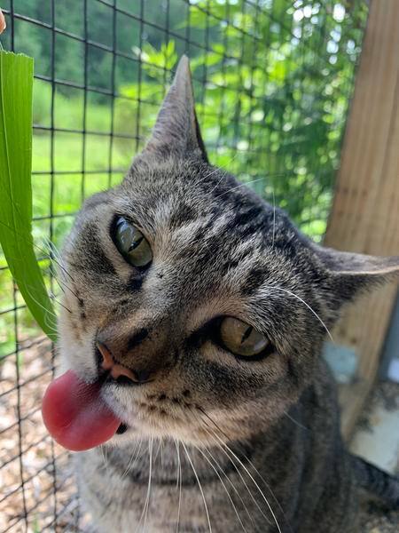 Captain Crunch, a Adoptable mixed breed in Manchester, CT image 5/11