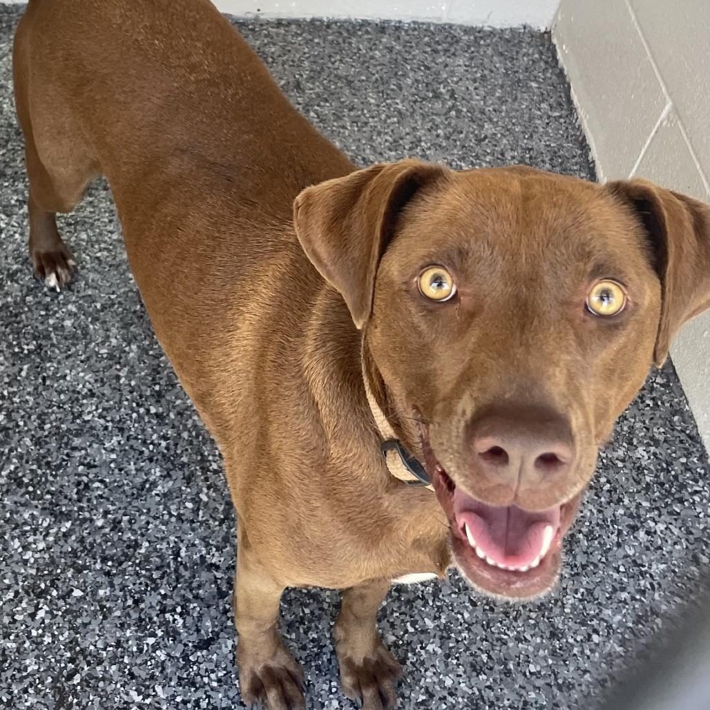 Murph, a Adoptable mixed breed in Buchanan Dam, TX image 2/3