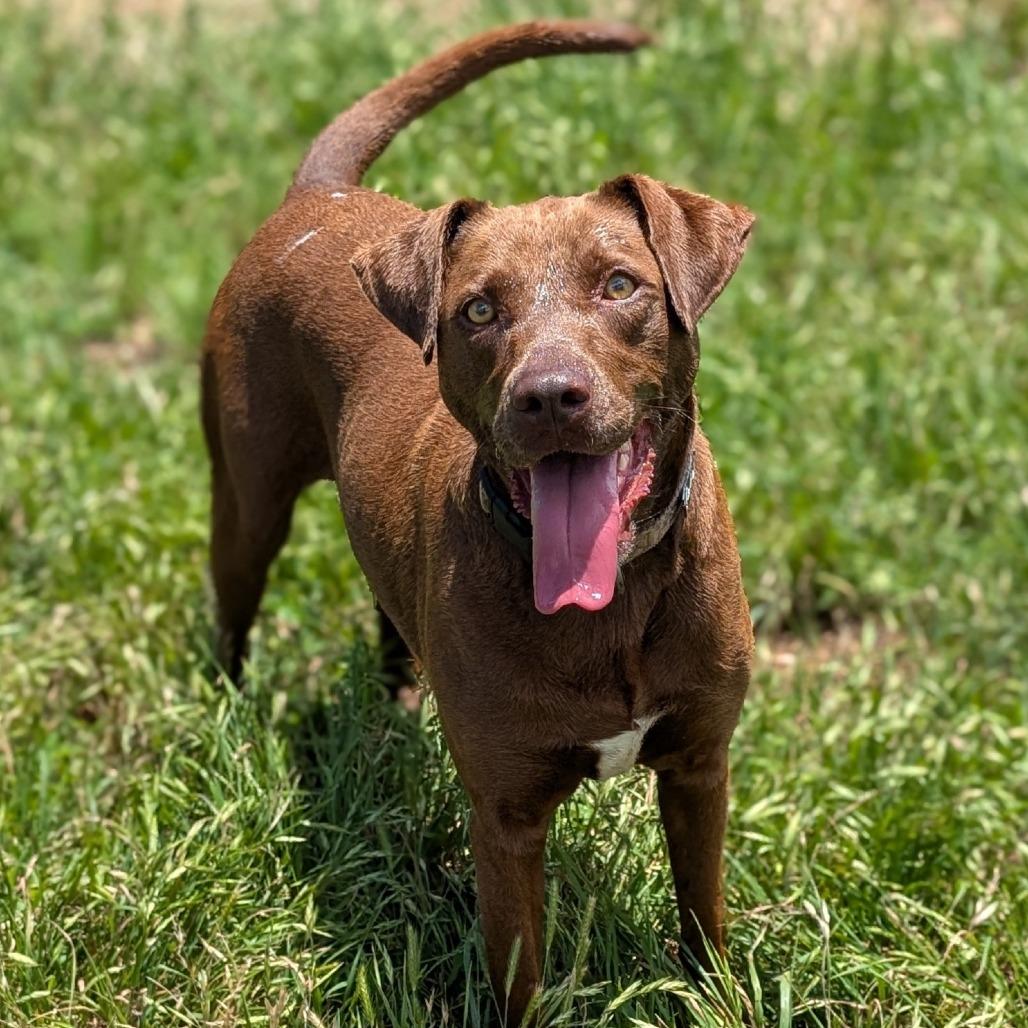 Murph, a Adoptable mixed breed in Buchanan Dam, TX image 3/3