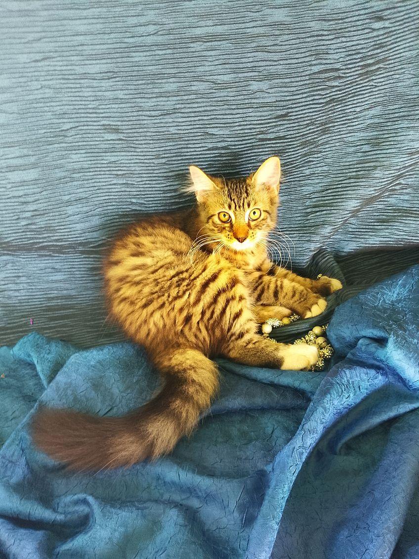 Enlarge Sparkie 698, a Adoptable Domestic Long Hair in Nichols, NY image 1/1