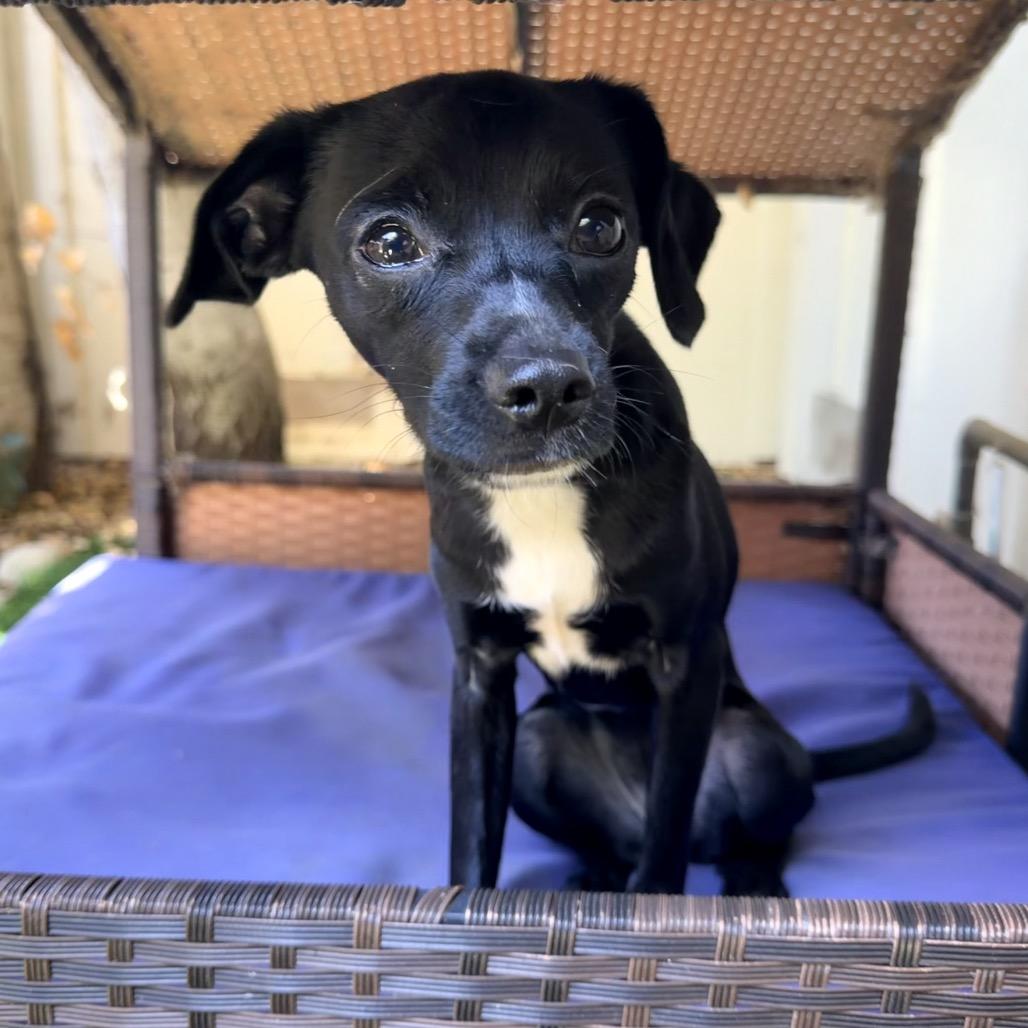 Sophia, a Adoptable Mixed Breed in Pacific Grove, CA image 1/6