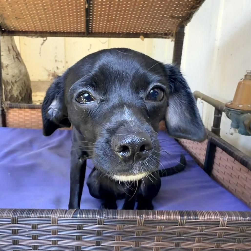 Sophia, a Adoptable Mixed Breed in Pacific Grove, CA image 2/6