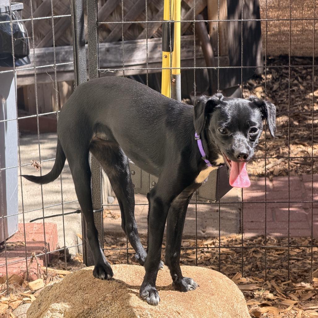 Sophia, a Adoptable Mixed Breed in Pacific Grove, CA image 3/6