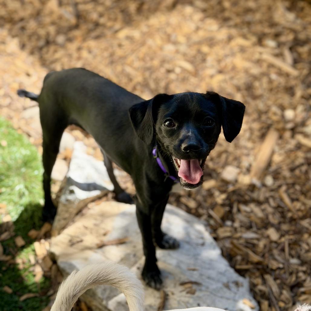 Sophia, a Adoptable Mixed Breed in Pacific Grove, CA image 4/6
