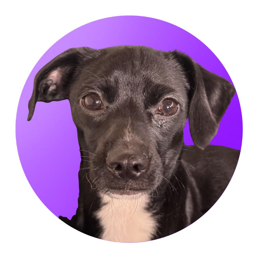 Sophia, a Adoptable Mixed Breed in Pacific Grove, CA image 5/6