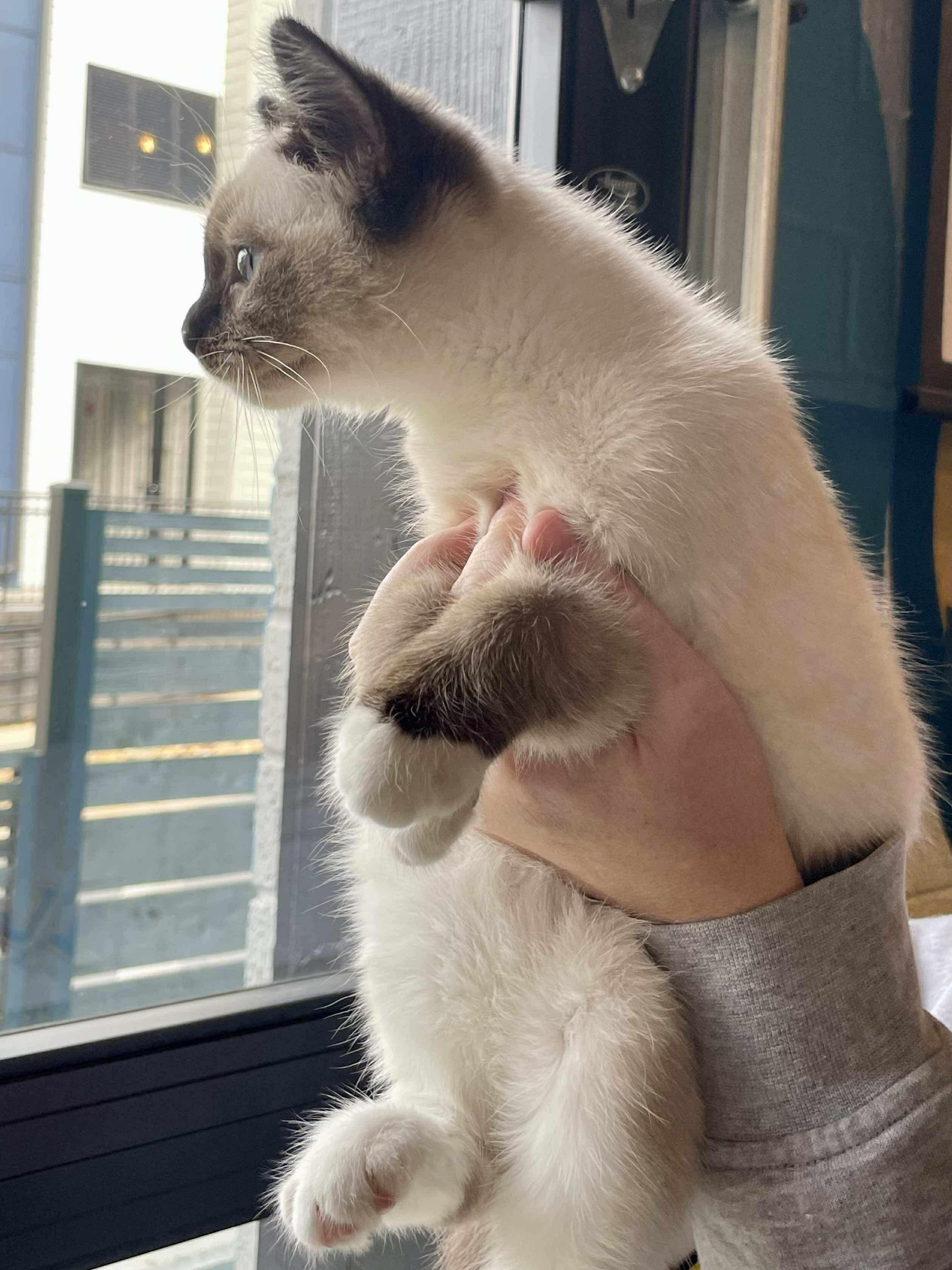 Gopher, Adoptable, Kitten Female Snowshoe & Domestic Short Hair.