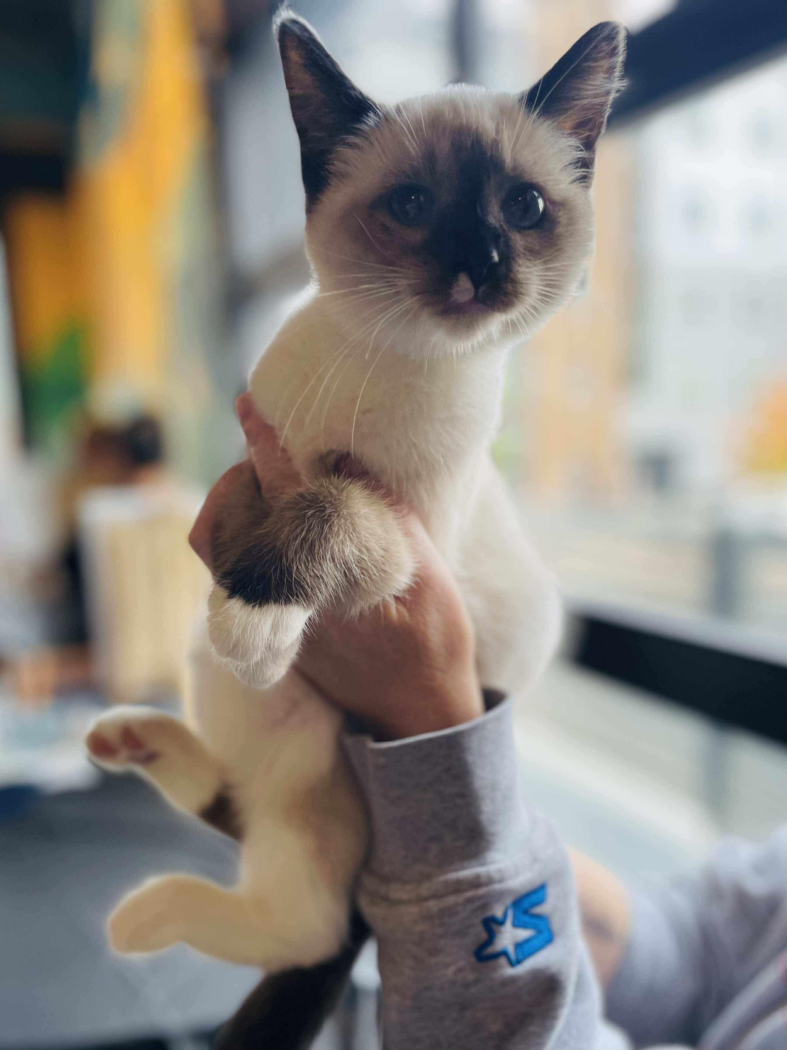 Gopher, a Adoptable mixed breed in Salisbury, NC image 2/3