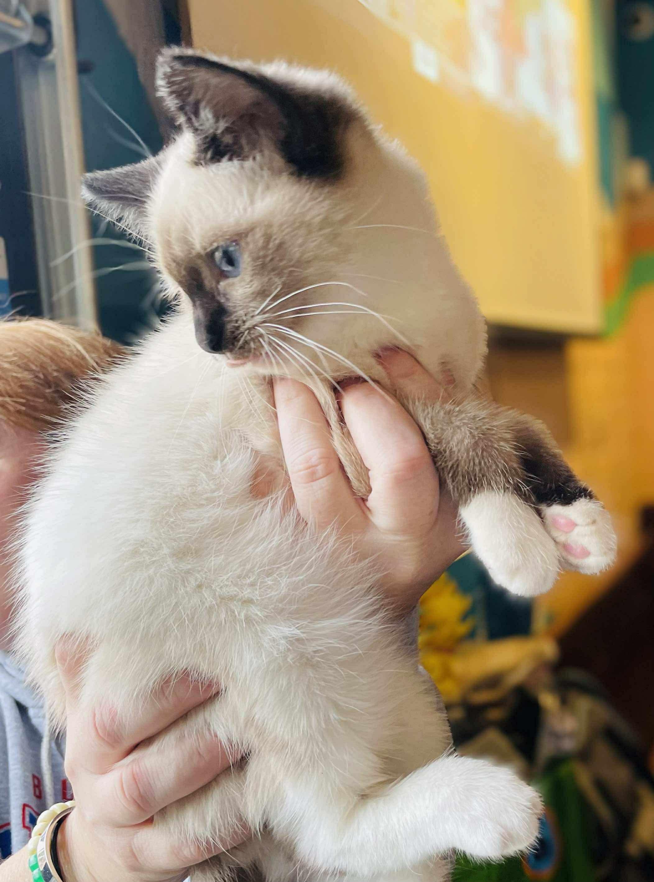 Gopher, a Adoptable mixed breed in Salisbury, NC image 3/3