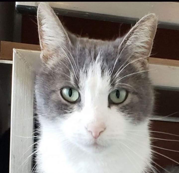 Jacob, a Adoptable Domestic Short Hair in Colfax, IA image 1/3