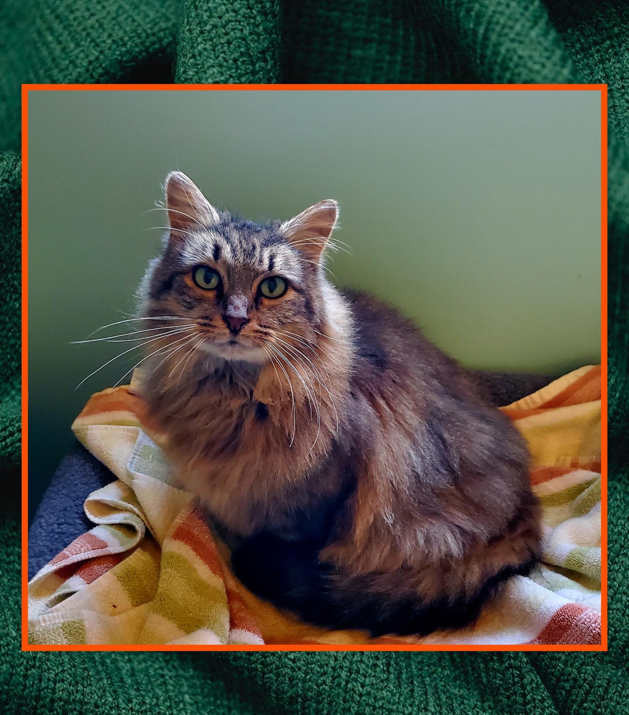 Noel, Adoptable, Senior Female Domestic Long Hair.