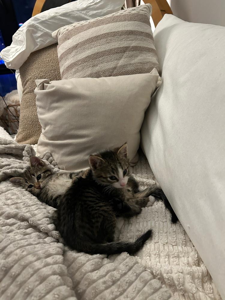 Leo & Theo, Adoptable, Kitten Male Domestic Short Hair.