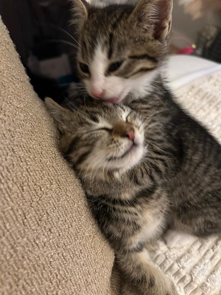 Enlarge Leo & Theo, a Adoptable mixed breed in New York, NY image 3/6