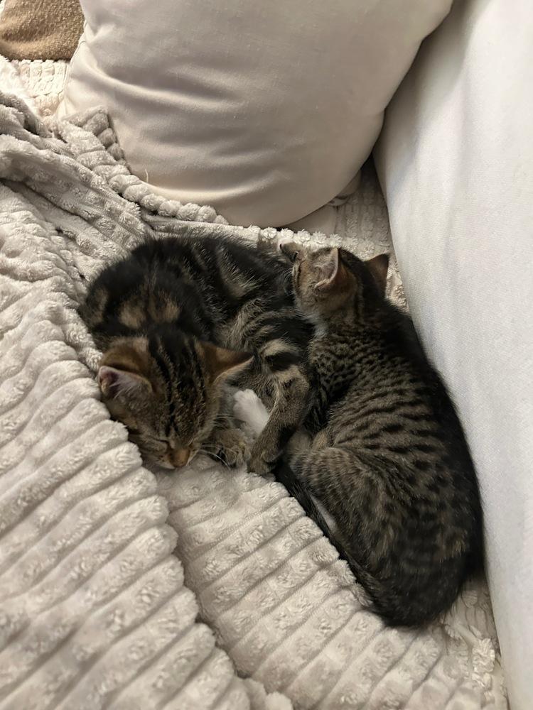 Enlarge Leo & Theo, a Adoptable mixed breed in New York, NY image 4/6