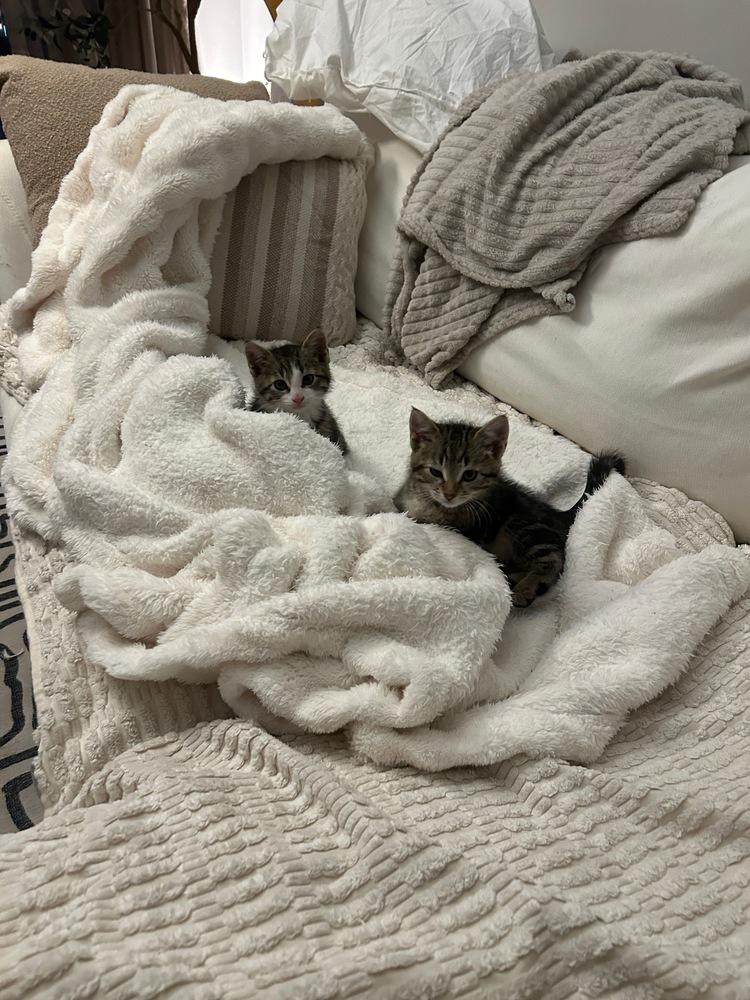 Enlarge Leo & Theo, a Adoptable mixed breed in New York, NY image 5/6