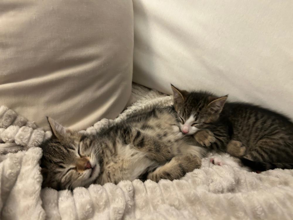 Enlarge Leo & Theo, a Adoptable mixed breed in New York, NY image 6/6