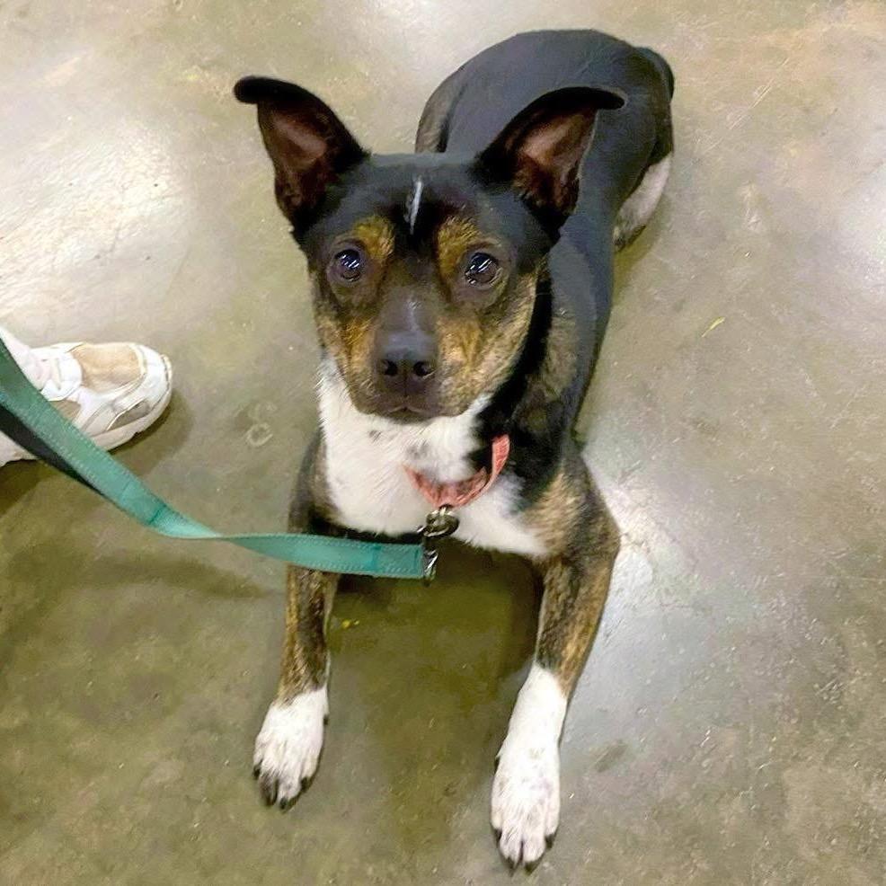 Enlarge Lucky Lola, a Adoptable Mixed Breed in Little Rock, AR image 1/6