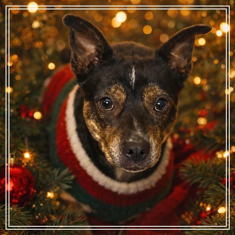 Enlarge Lucky Lola, a Adoptable Mixed Breed in Little Rock, AR image 2/6