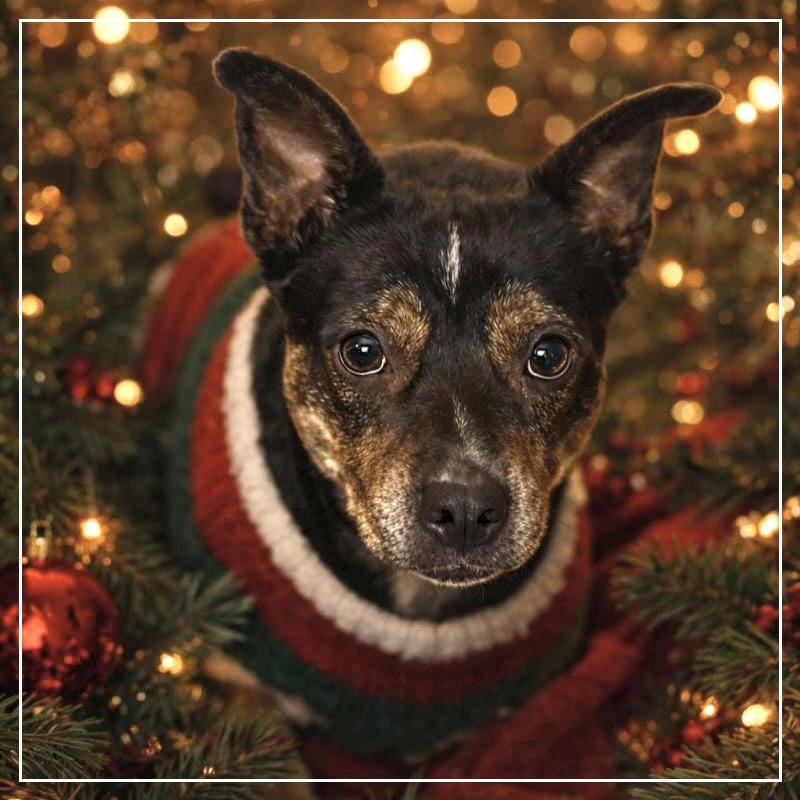 Enlarge Lucky Lola, a Adoptable Mixed Breed in Little Rock, AR image 4/6