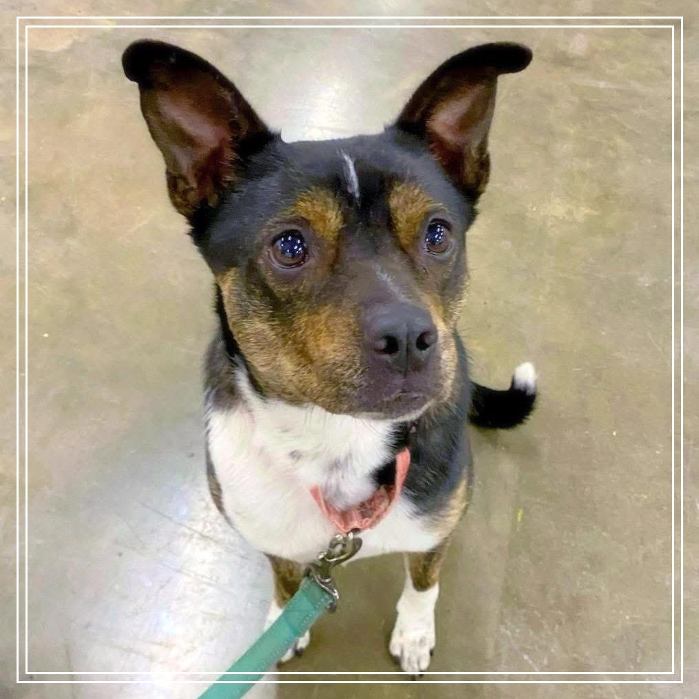 Enlarge Lucky Lola, a Adoptable Mixed Breed in Little Rock, AR image 5/6